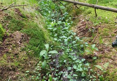 Tocht Stappen Saint-Bonnet-le-Chastel - source Dore - Photo