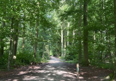 Trail Walking Sint-Genesius-Rode - Brassine 20240815 - Photo