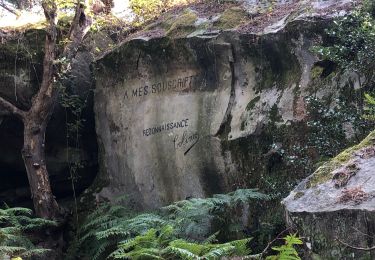 Tocht Stappen Fontainebleau - Rocher Cuvier n2 - Photo