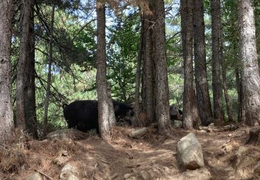 Randonnée Marche San-Gavino-di-Fiumorbo - Mar A Mar étape deux - Photo