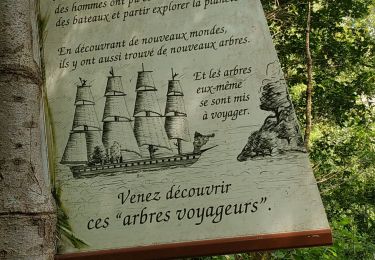 Randonnée Marche Le Faou - Forêt du Cranou 2 05-07-2019 - Photo