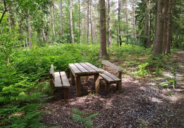 Tour Wandern Yvoir - Forêt domaniale de Tricointe - La classique - Photo