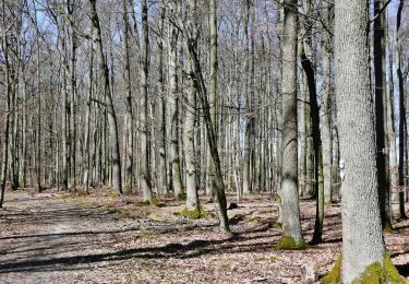 Tour Zu Fuß Vaihingen an der Enz - Blauer Punkt, Horrheim - Fleckenwald - Photo