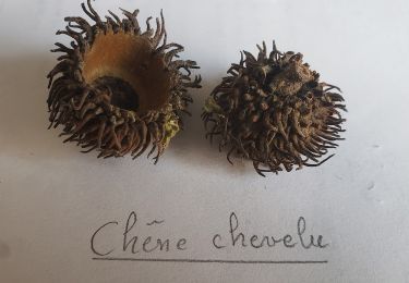 Excursión Senderismo Tourrettes - Chêne chevelu et chêne crénelé - Photo