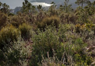Trail On foot Théoule-sur-Mer - z ND d'Afrique 07-01-20 - Photo