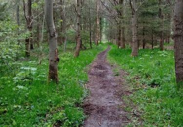 Excursión Marcha nórdica Belœil - mielikki  - Photo