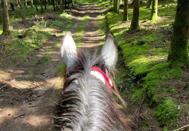 Trail Horseback riding Bastogne - Livarchamps - Photo