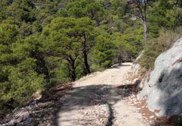 Trail Walking Toulon - le Mont Faron 2 - Photo