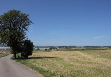 Tour Zu Fuß Gemeinde Müllendorf - Hoad3 (Müllendorfer Walkingstrecken) - Photo