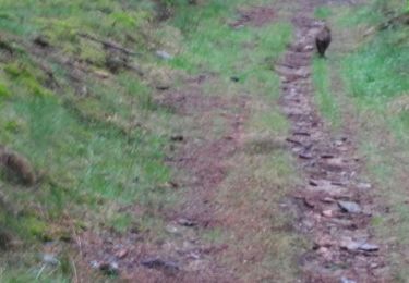 Trail Walking Houffalize - adeps Les Tailles - Photo