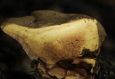 Randonnée A pied Guttenberger Wald - Würzburgs Stadtgrenze, 5. Teil - Photo