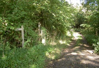 Percorso A piedi Somerset West and Taunton - Herepath Trail - Churchstanton - Photo