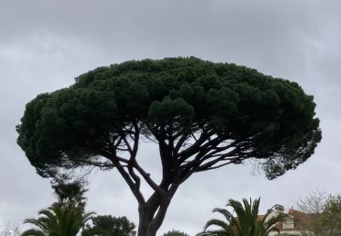 Randonnée Marche Arcachon - Rando Arcachon - Photo