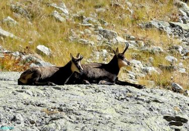 Tocht Stappen Belvédère - Mur des Italiens - Photo