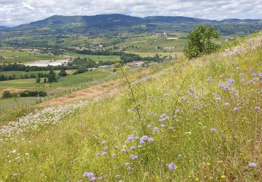 Percorso Marcia Saint-Lager - MT Brouilly .St Lager - Photo