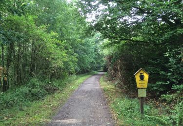 Tour Zu Fuß Vöhl - Nationalparkrundweg Ringelsberg-Route - Photo