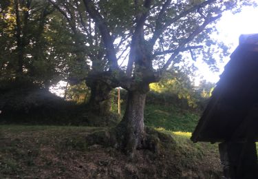Tour Wandern Larressore - Larressore  - Photo