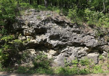 Tocht Te voet Gemeinde Bad Vöslau - Bad Vöslau -Jägerhaus - Cholerakapelle - Photo