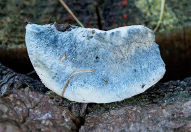 Randonnée A pied Frohnleiten - Wanderweg 11 - Photo