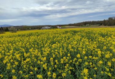 Trail Walking Burnhaupt-le-Bas - Burnhaupt Bas  - Photo