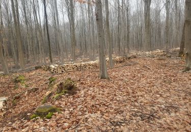 Trail Walking Saint-Leu-la-Forêt - fin 2025 0310 saint leu la foret trop de boue - Photo