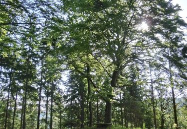 Percorso A piedi Bad Berneck im Fichtelgebirge - Rundwanderweg Escherlich - Photo