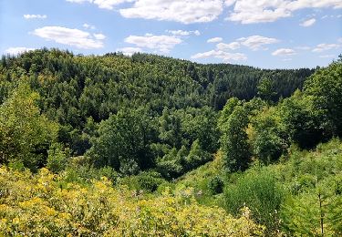 Trail Walking Houffalize - Promenade des crêtes - Photo