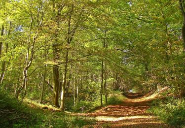 Trail Mountain bike Saint-Michel - Rando VTT des Verts de Terre 2018 - 70KM : 1200m - Photo