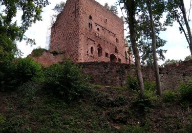 Percorso Mountainbike Obernai - Obernai - Châteaux d'Ottrott et retour - Photo