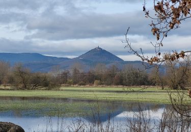 Tocht Stappen Sélestat - Sélestat : balade dans le Ried - Photo