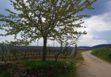 Tocht Stappen Obermorschwihr - Sur les sentiers d'Obermorschwihr - Photo