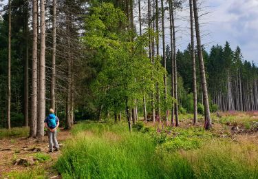 Tour Wandern Chimay - Le Sentier Vert - Chimay - Photo