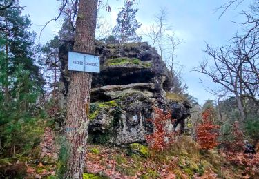 Trail Walking Fontainebleau - Boucle 30 km Thomery - Photo