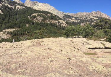 Tour Wandern Évisa - Evisa forêt d’aitone  - Photo