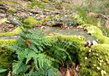 Trail Walking Le Bouillon - Forêt d'Écouves 121019 - Photo