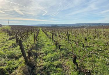 Tocht Stappen Thésée - Autour des vignes - Photo