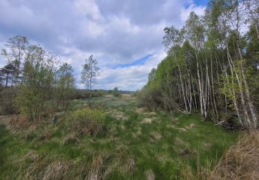 Tour Wandern Vielsalm - rando ornitho fagnes de sacrawé petite taille 20-05-20023 - Photo