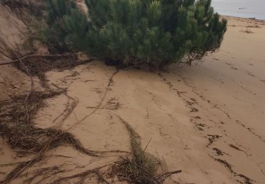 Trail Walking Saint-Pierre-d'Oléron - bellevue - Photo