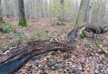 Tocht Stappen Seraing - la vecquée par les chemins de traverse - Photo