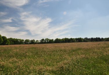 Tocht Te voet Yvoir - Bois domanial de Tricointe  - Photo