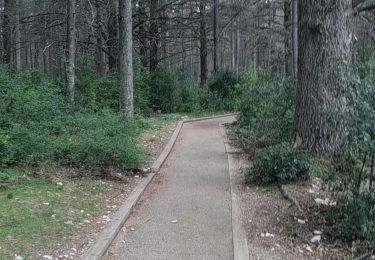 Tocht Stappen Bonnieux - Forêt des Cèdres - Photo