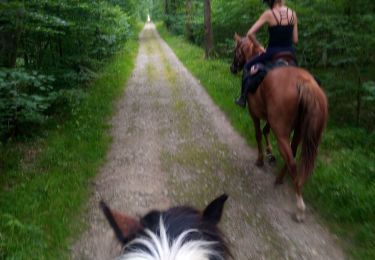 Trail Horseback riding Grimbosq - randonnée grimbosq avec Anne  - Photo