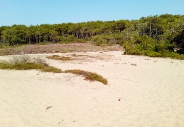 Trail Walking Moliets-et-Maâ - Courant d'Huchet - Photo
