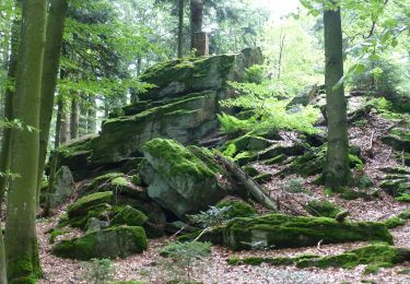 Tocht Te voet Deggendorf - Deggendorfer Zielwanderweg Nr. 4 - Photo