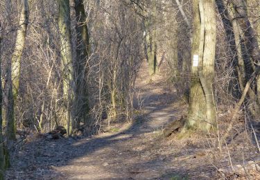 Percorso A piedi Sconosciuto - K+ (Remete-hegyi-tisztás - Pesthidegkút - Erdőalja út, aut. vá.) - Photo