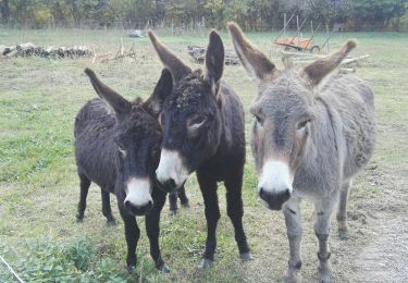 Randonnée Marche Verdun - Verdun, Albies, Vebre - Photo