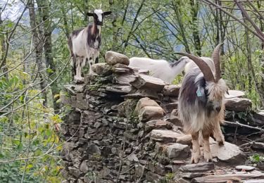 Randonnée Marche Sorgeat - espit es tu lā - Photo