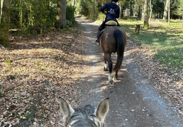Trail Horseback riding Léglise - Assenois 7,7 km - Photo