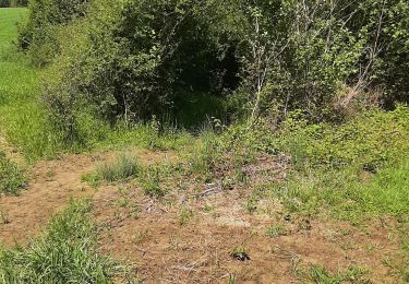 Tocht Stappen Chemaudin et Vaux - chemin des vignes - Photo