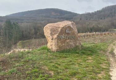 Trail sport Gueberschwihr - Gueberschwihr  - Photo